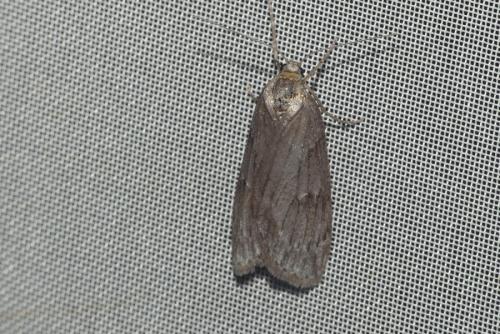 Pachycnemia hippocastanaria